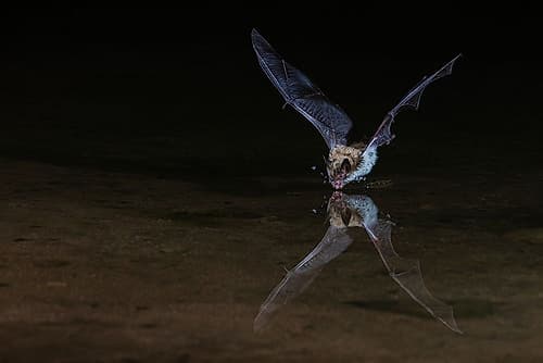 Long-eared myotis bat drinking on the fly-USA Arizona Nature Print